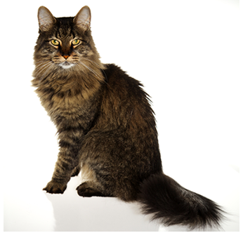 Maine Coon Rescue Phoenix