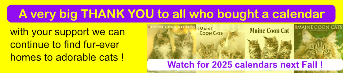 Maine Coon Cat Calendars On Sale Now